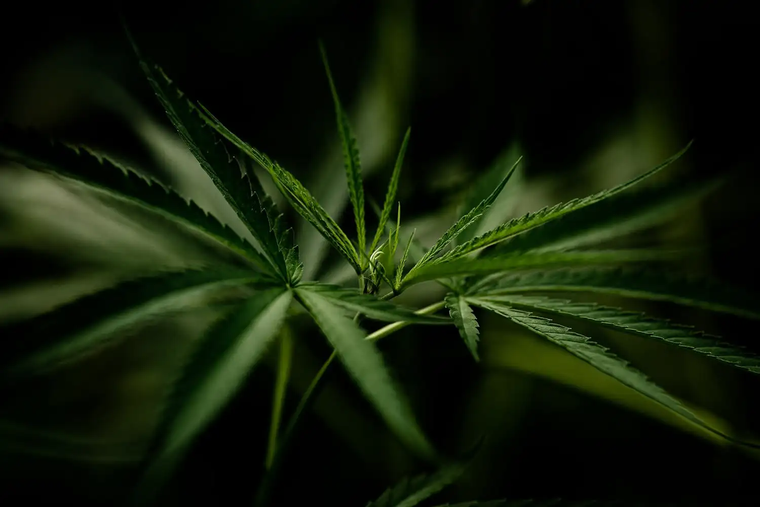 Avis sur le CBDX : Quels sont les vrais dangers de ce faux CBD ?