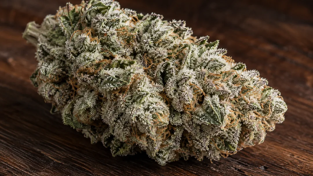 Tête de fleur de chanvre dense couverte de trichomes blancs, posée sur un tissu clair