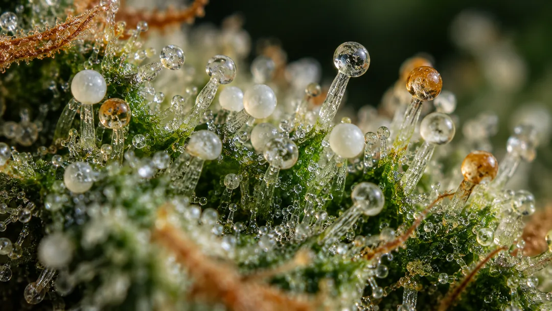 Trichomes glandulaires transparents, laiteux et ambrés sur une bractée de chanvre, en macro
