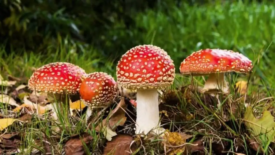 Muscimol (amanite) : les graves dangers de ce champignon vendu comme du cbd